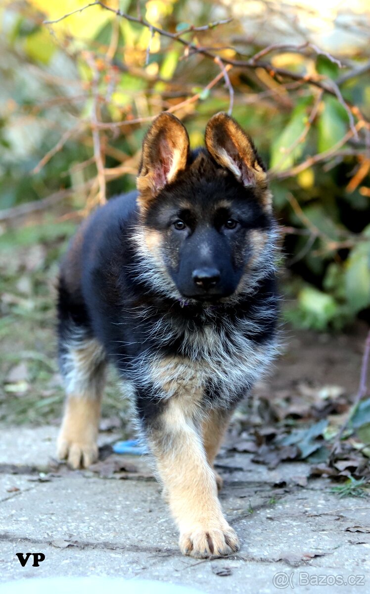 Německý ovčák - 8