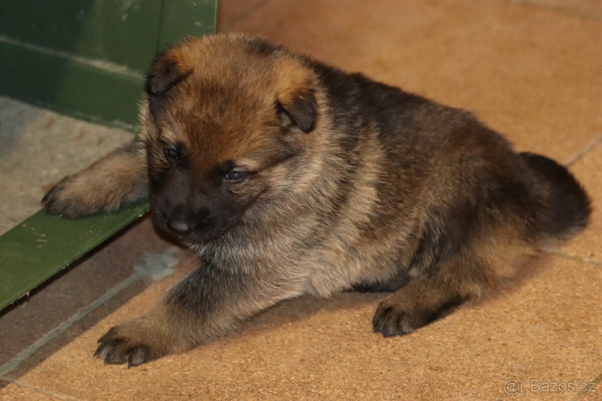 Německý ovčák s PP - 8