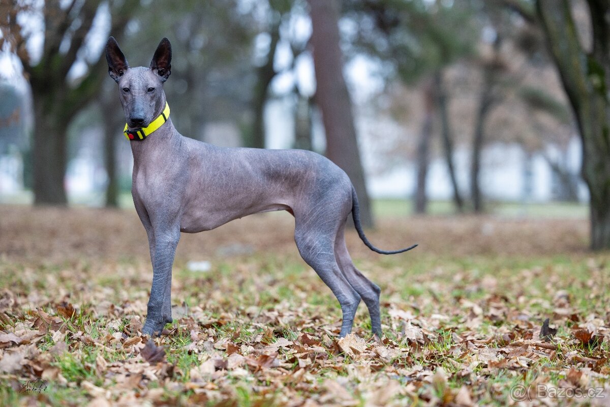 Peruánsky a Mexický naháč - 8