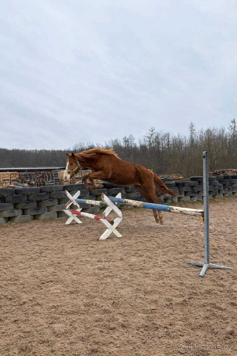 Dvouletá klisna - 8