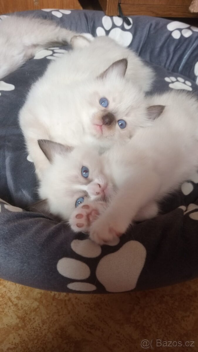 Kotátka Ragdoll bez PP - 8