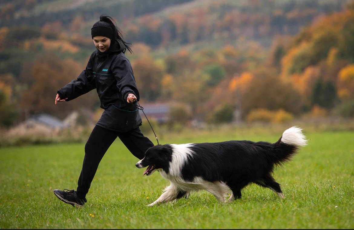 Pes border kolie ke krytí - 8