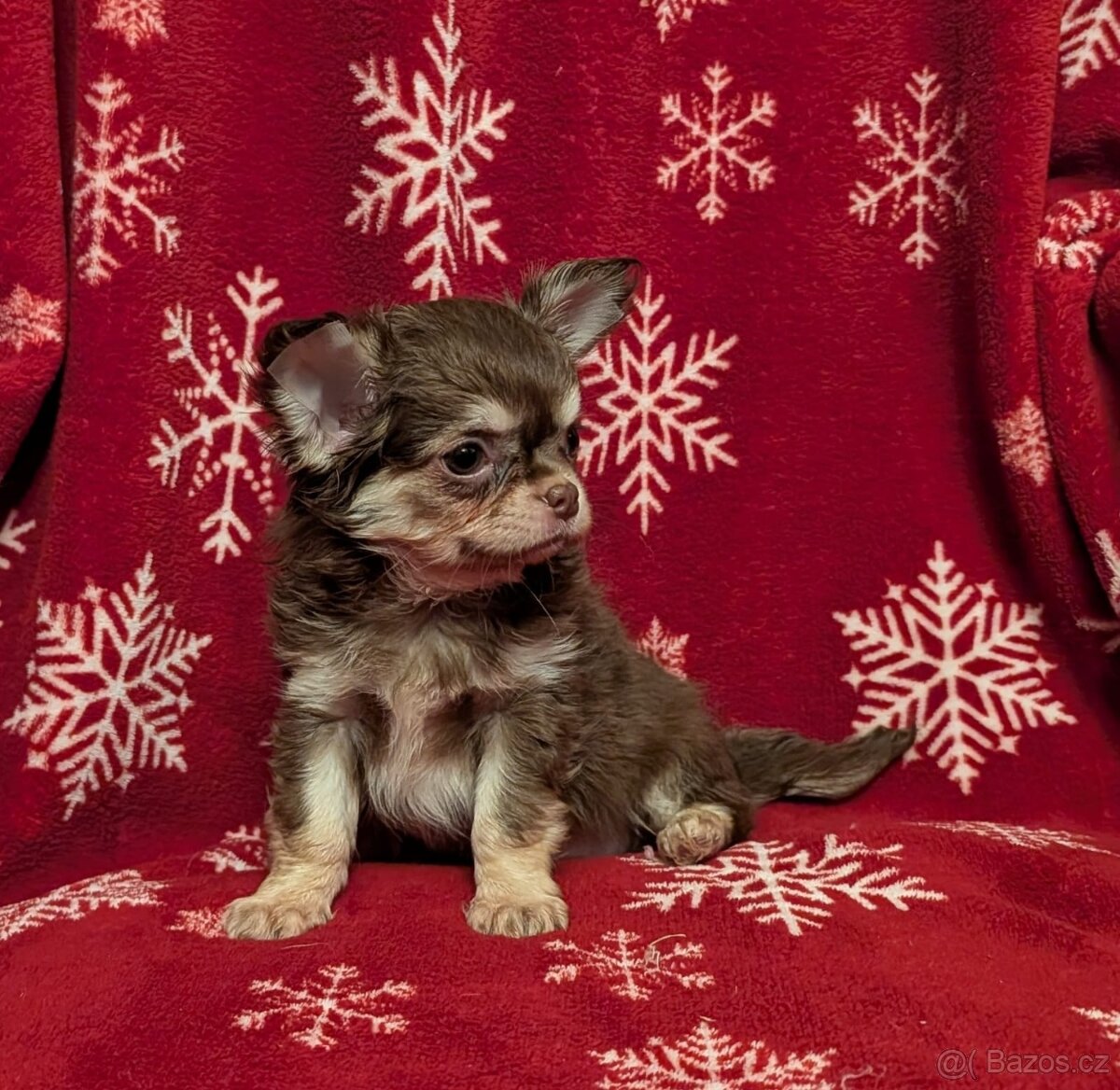 Čivava dlouhosrstá s PP - 8