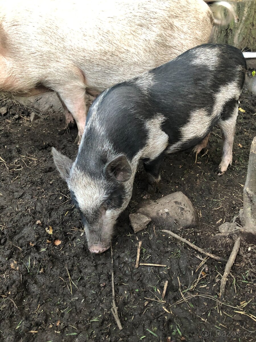 Prodám göttingenská miniprasátka - 8