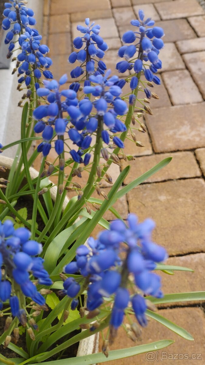 Trvalky, bylinky - 8