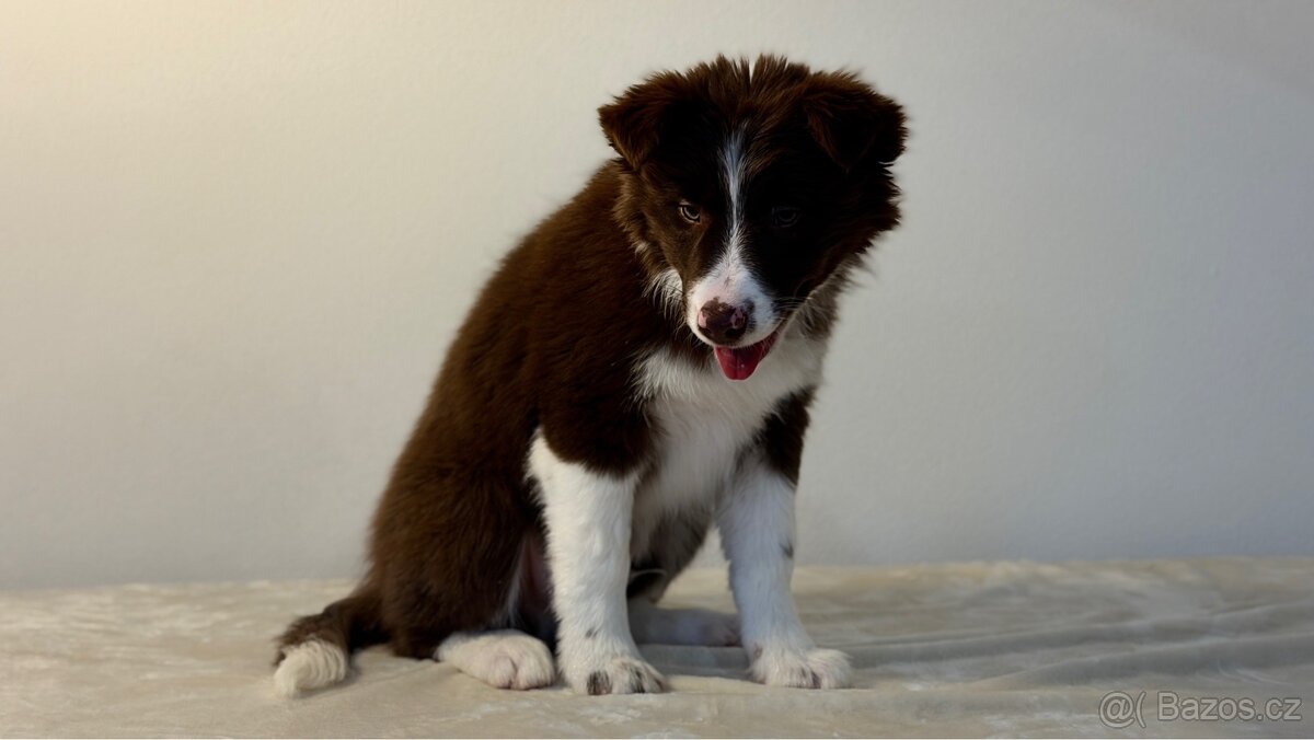 ŠTĚŇÁTKO BORDER KOLIE - 8