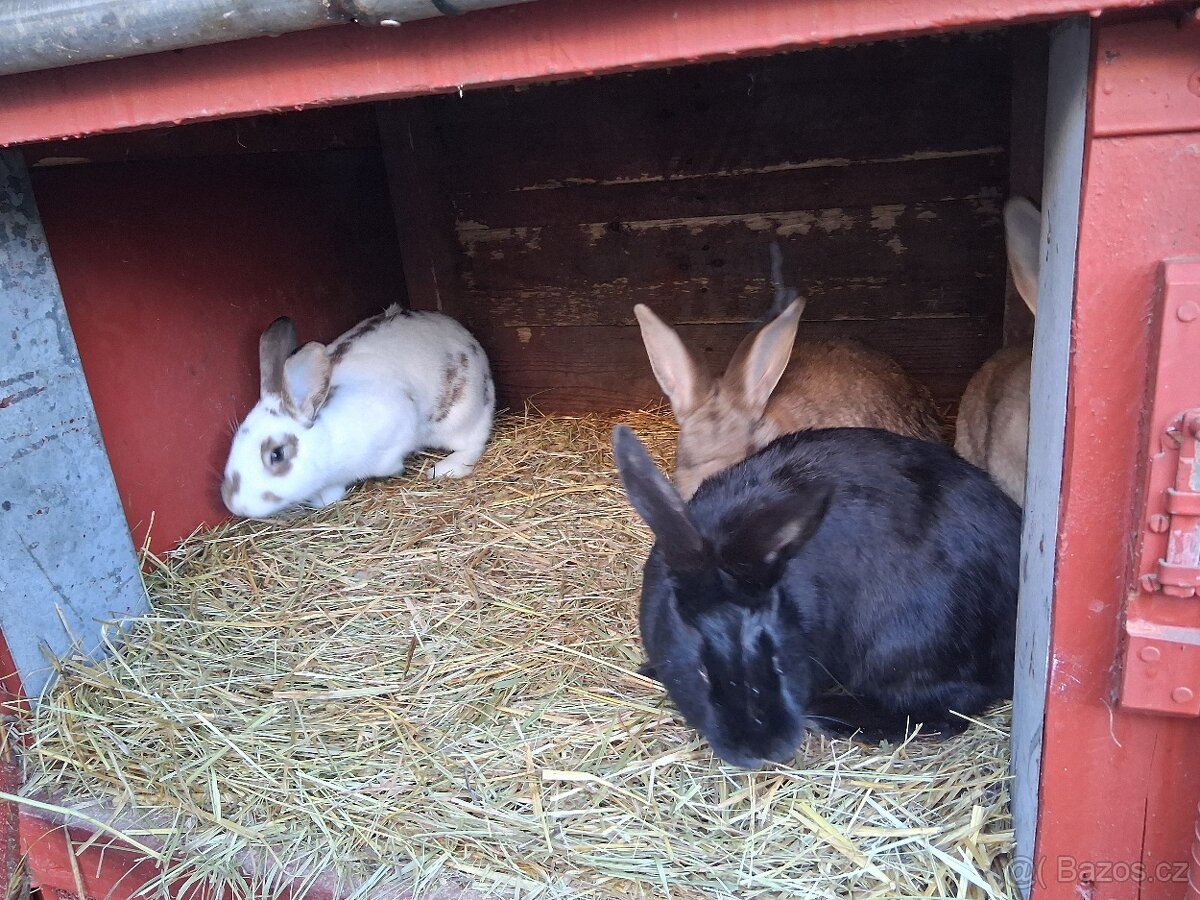 Králíci k prodeji - 8