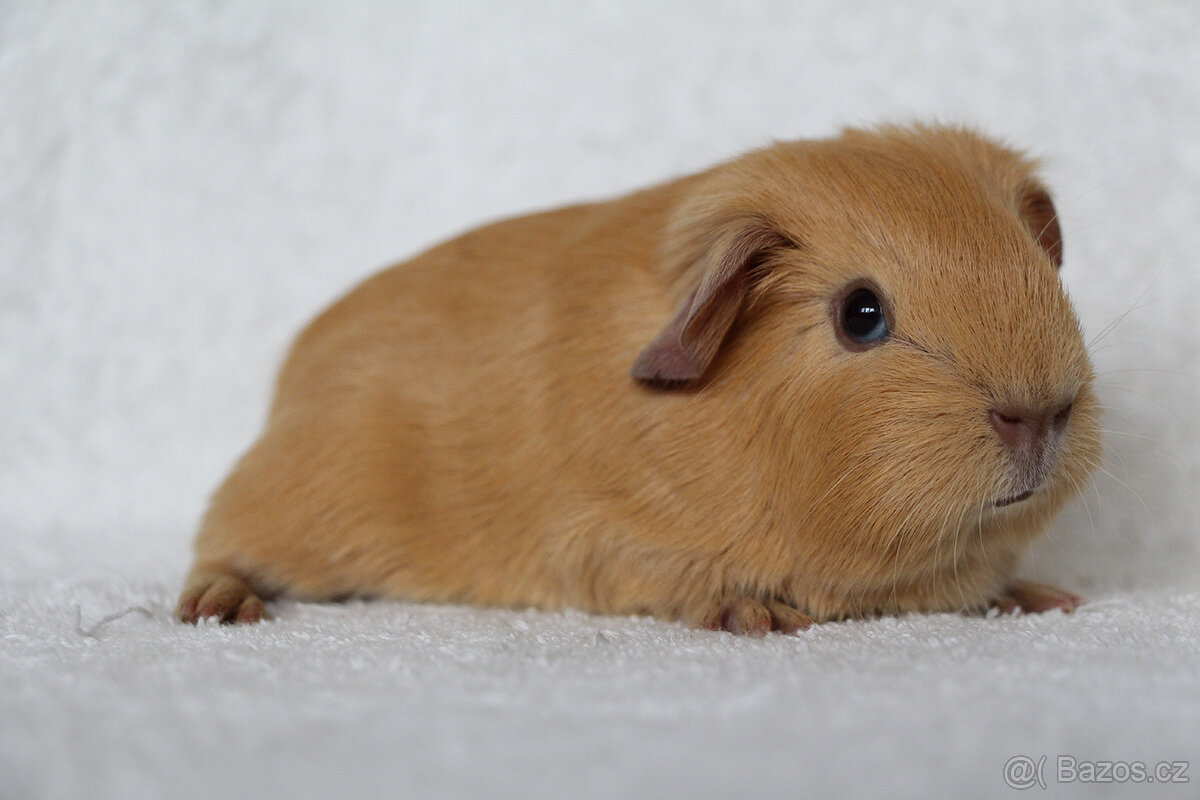 Morče, morčata s PP - krátkosrstá - 8