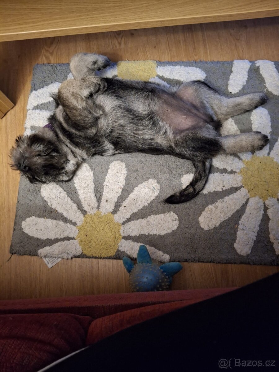 Knírač střední pepř a sůl, štěňata s PP - 8