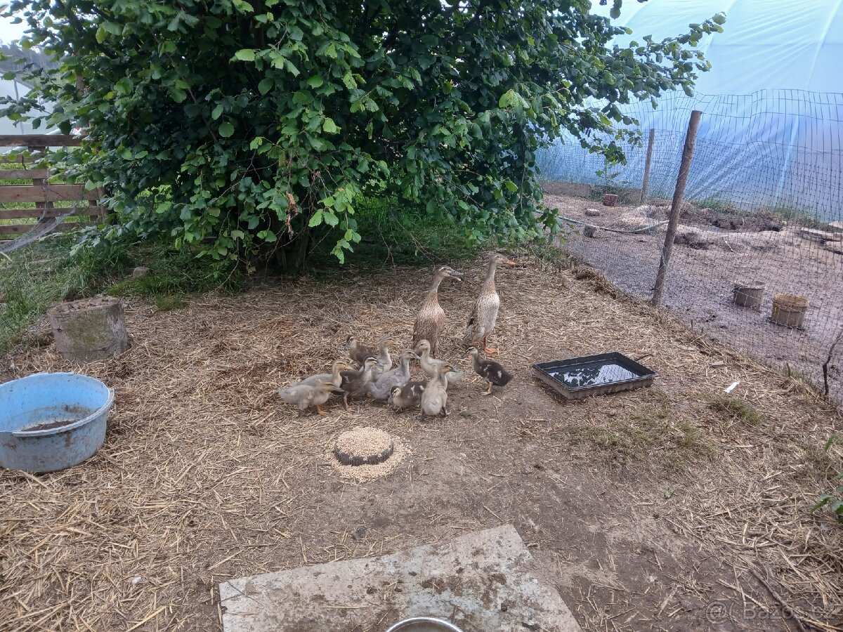 Kachny ruánské a saské - 8