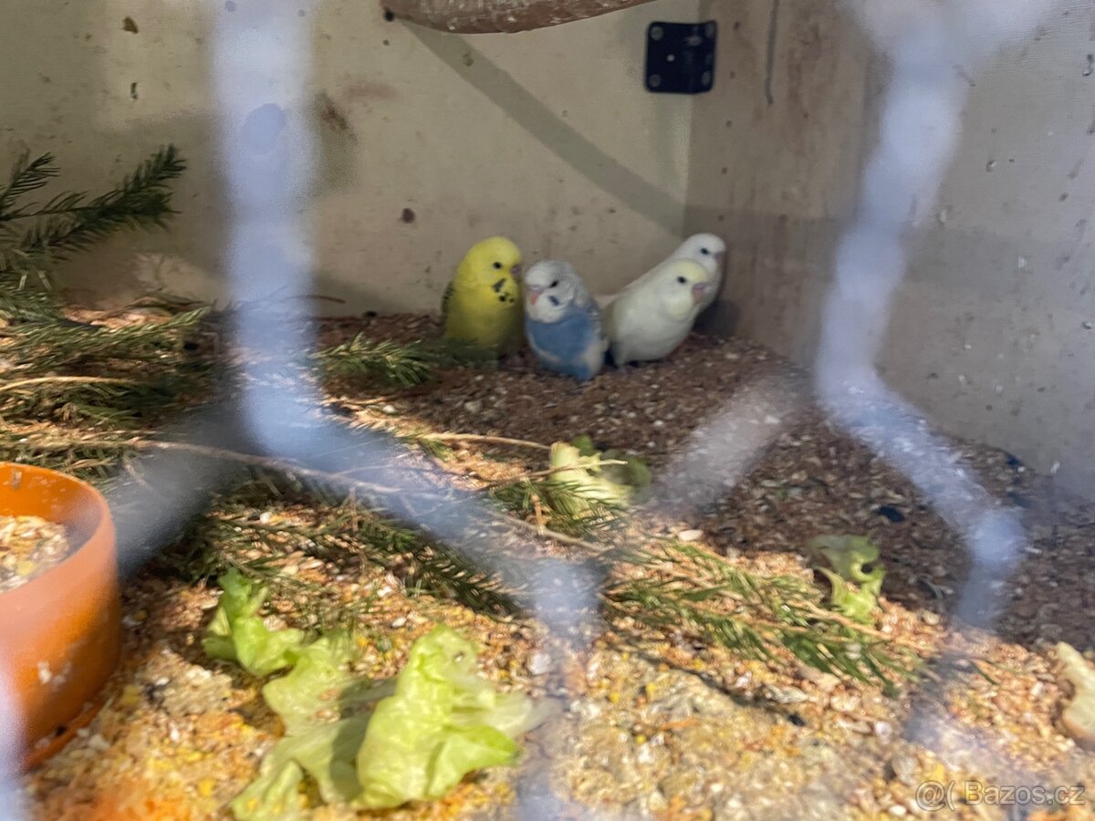 Andulka- Mláďata na ochočení - 8