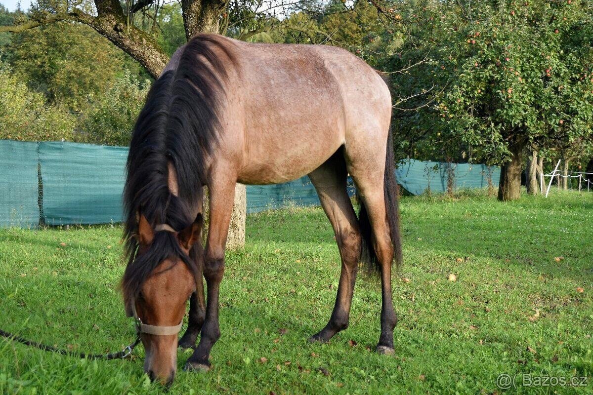 ČSP roční hřebeček - 8