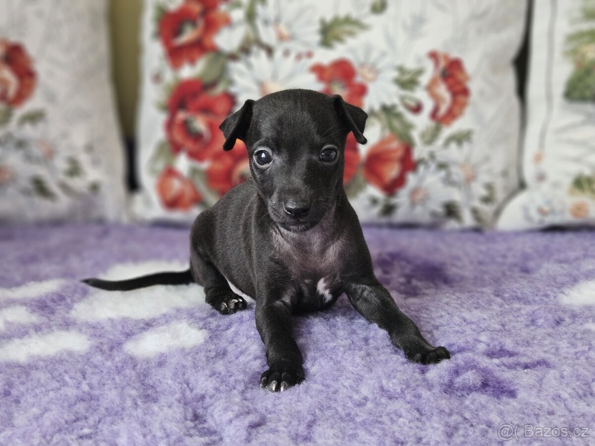 Italský chrtík s PP - 8