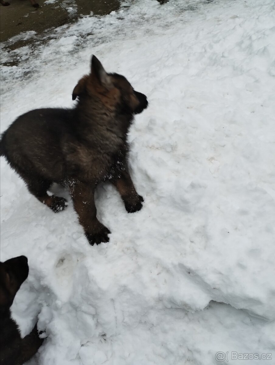 Německý ovčák - 8