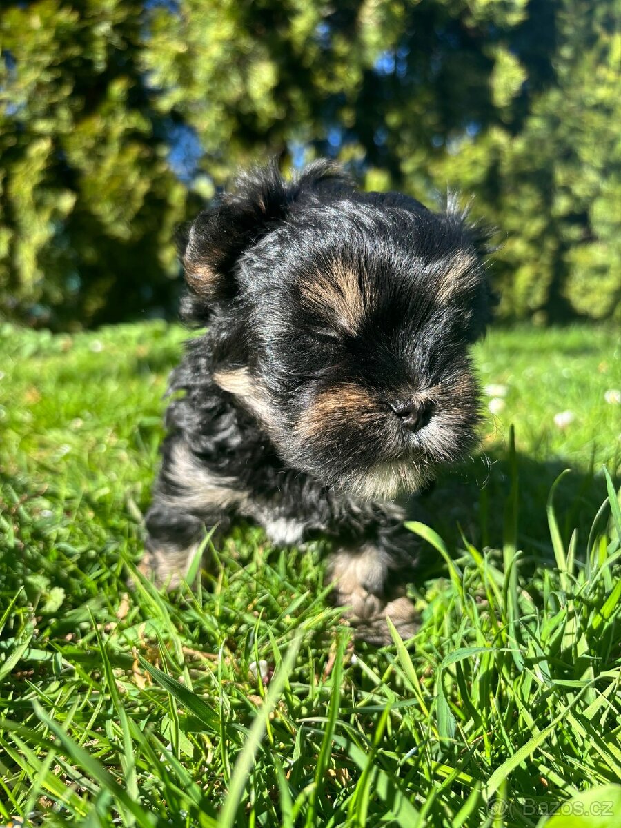 Yorkšírský teriér - 8