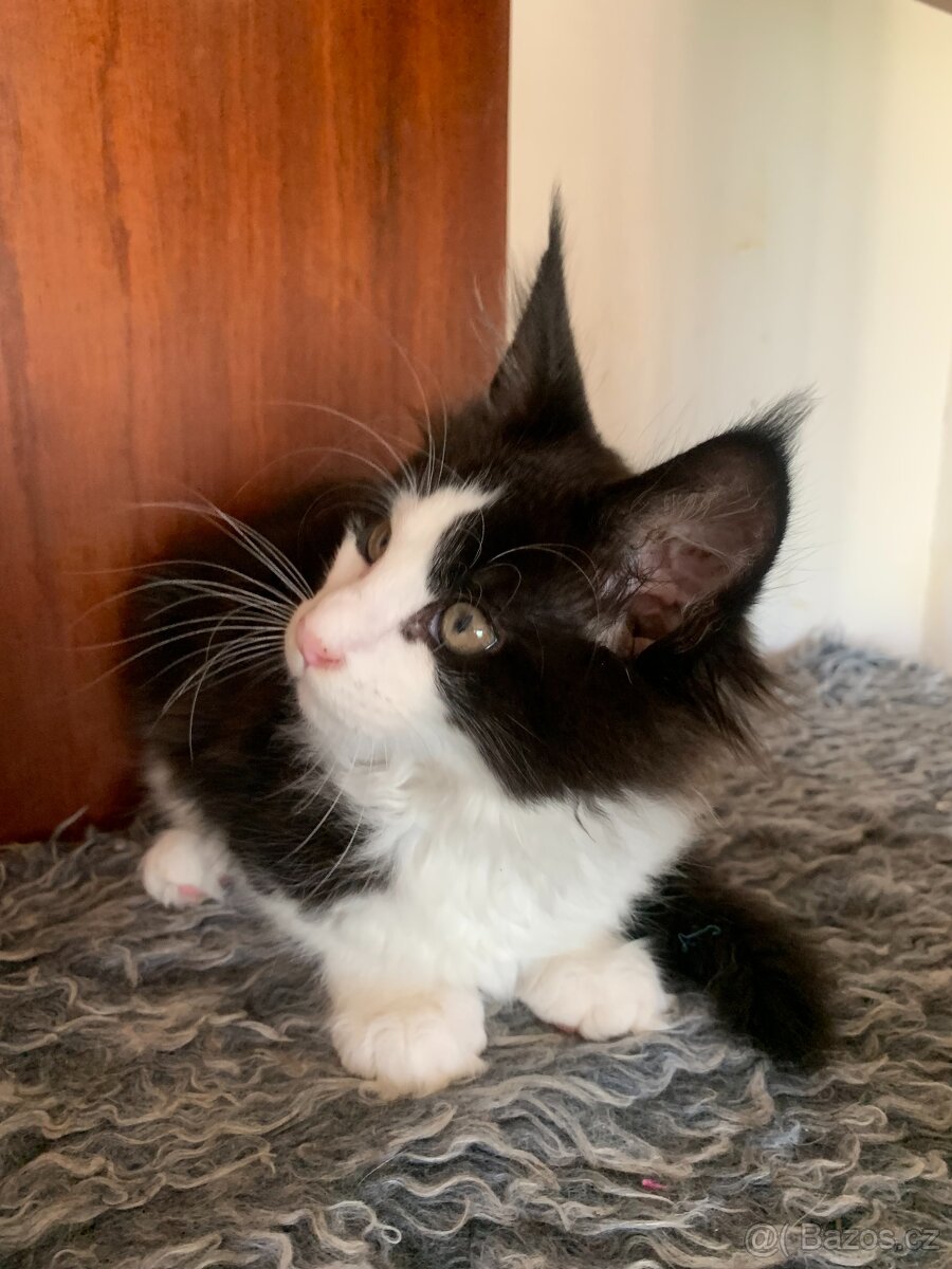mainská mývalí kočka s PP - dva kocourci již brzo k odběru - 8