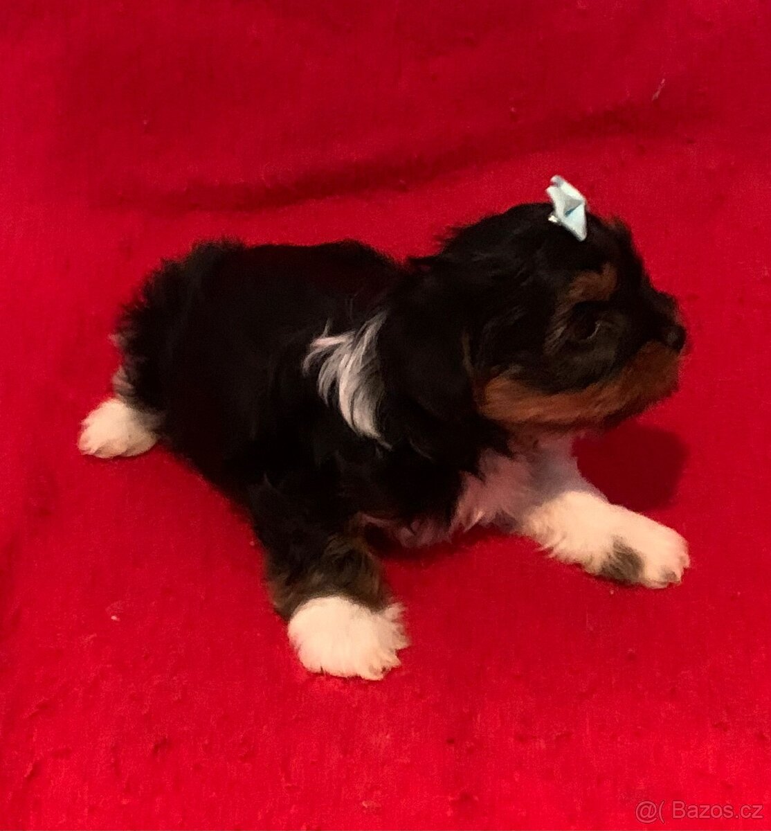 Jorkšírský teriér Biewer - 8