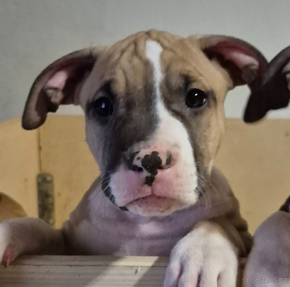 Americký stafordšírský teriér s PP - 8