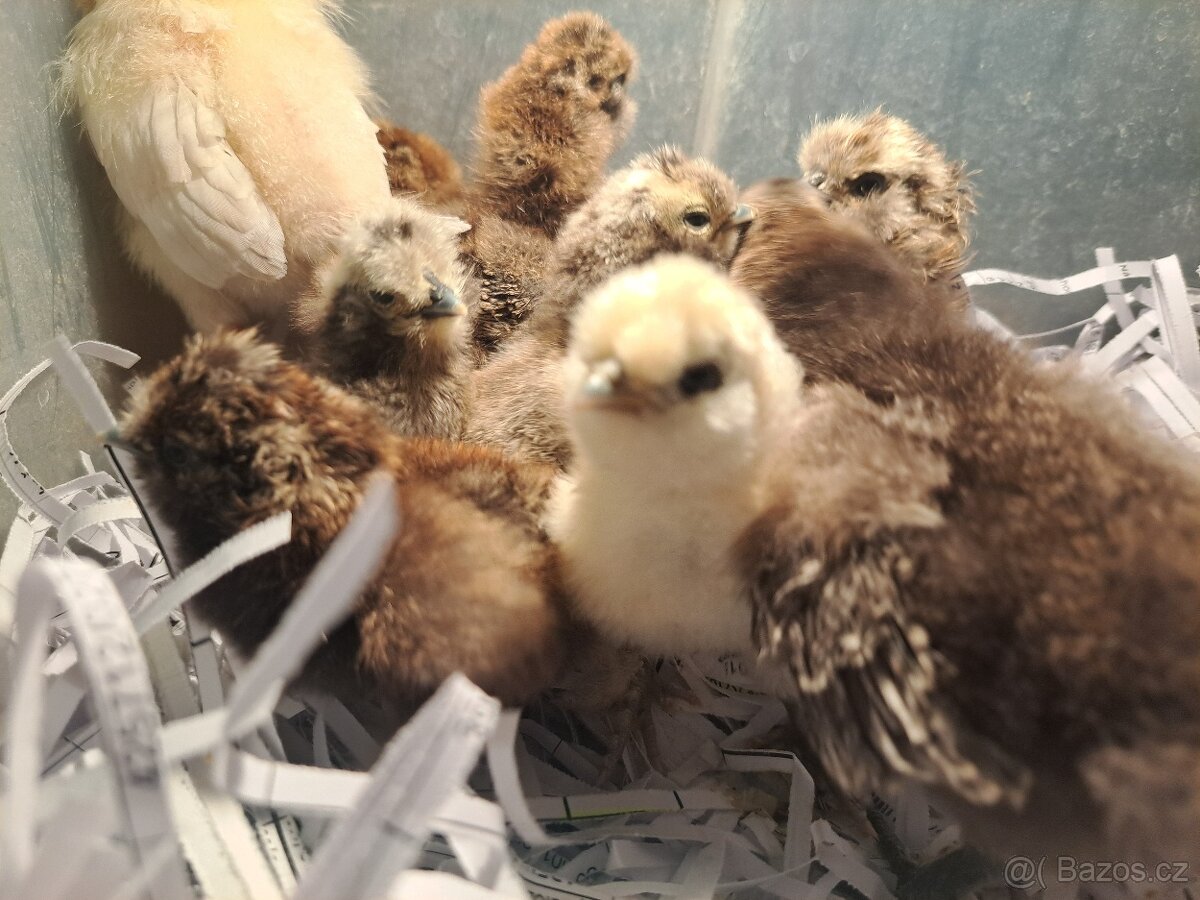 Hedvábnička velka vousatá- kuřata - 8