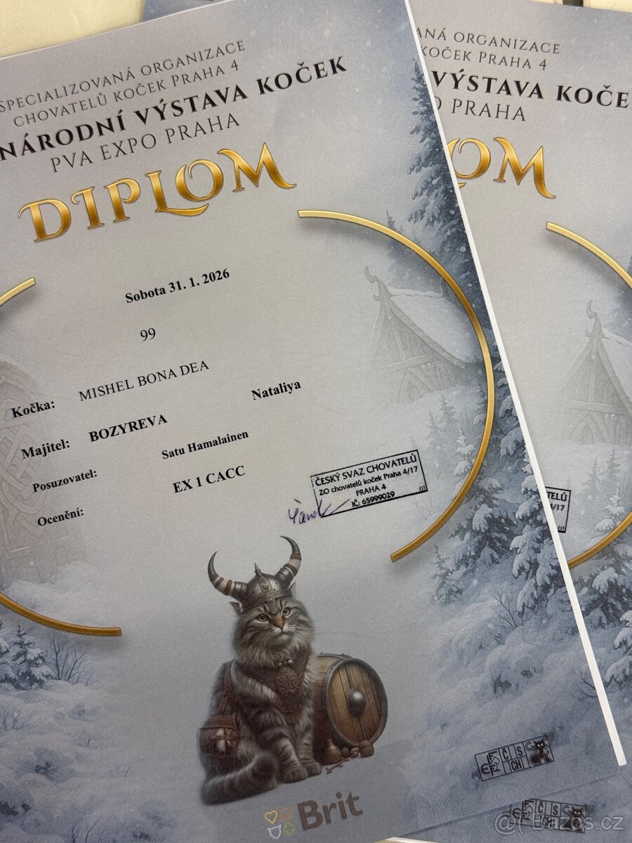 Kočka mainská mývalí s PP - 8