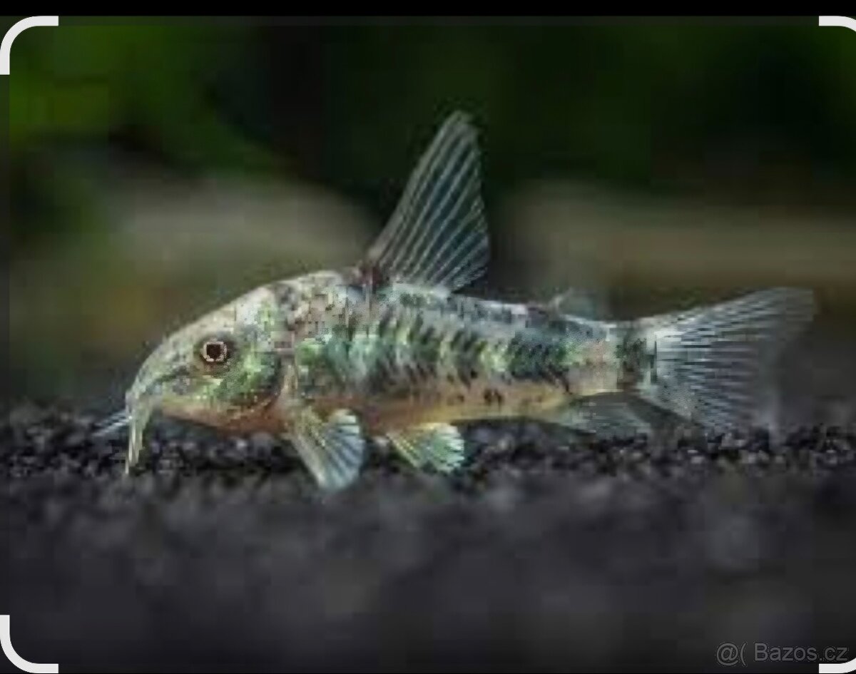 Prodej akvarijních ryb - 8