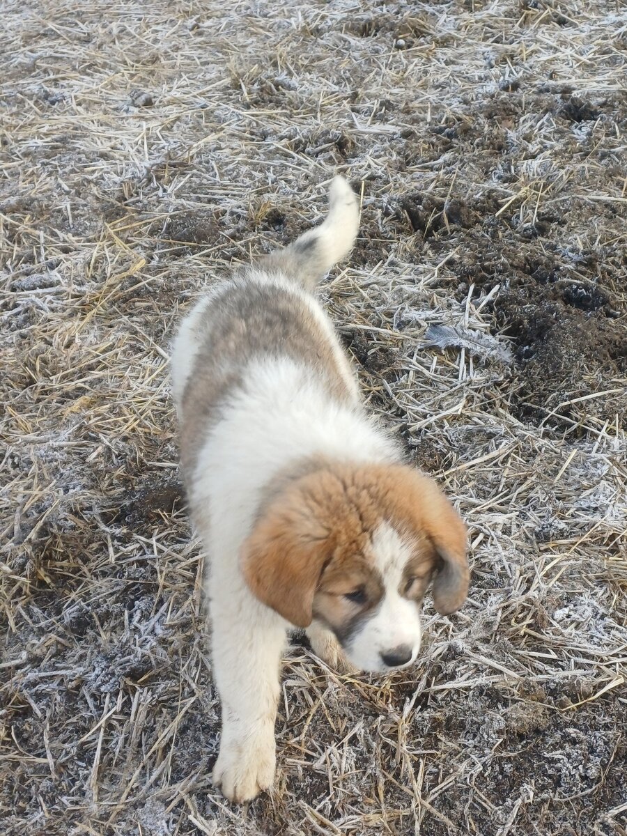 Moskevský strážní pes - 8