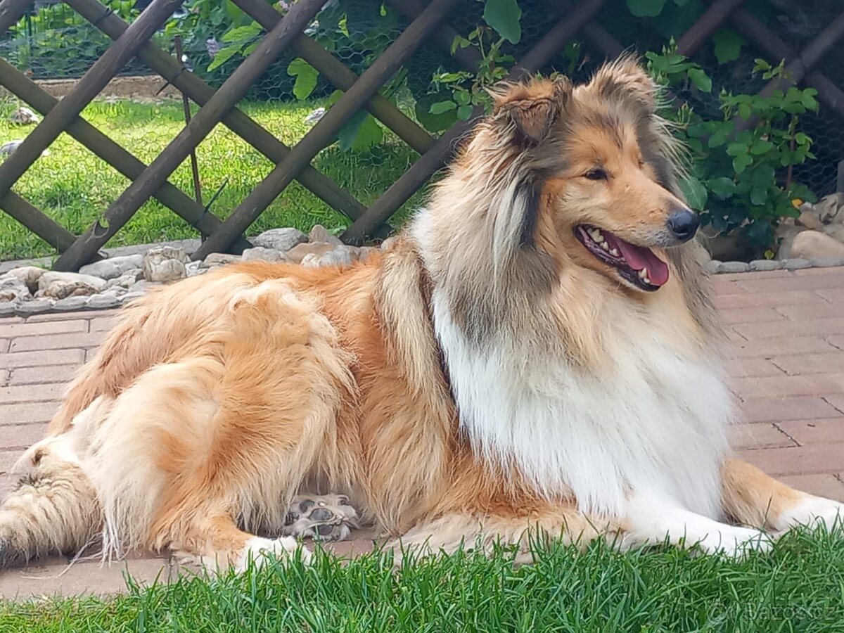 Kolie dlouhosrstá s PP - 8