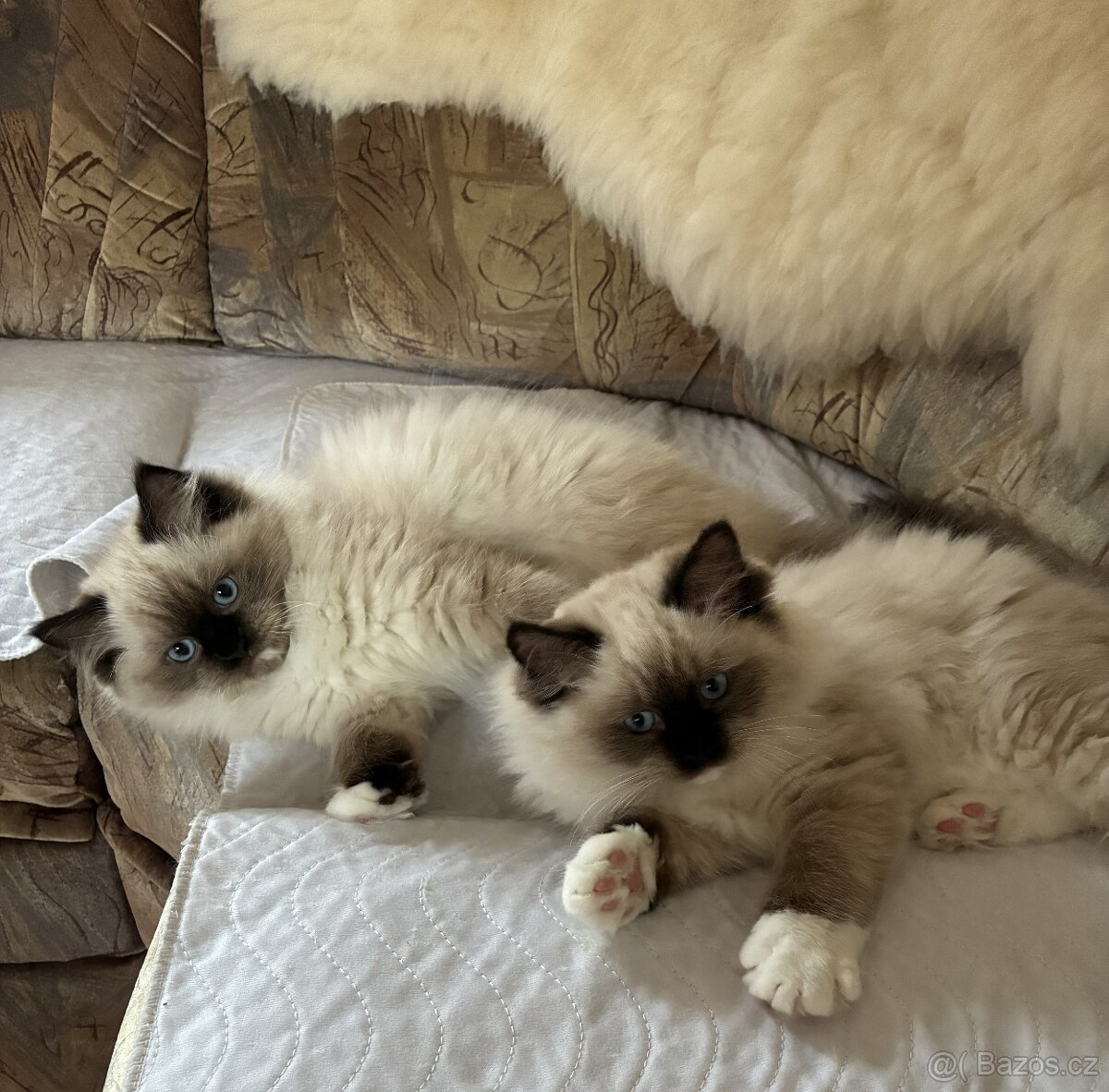 Ragdoll Koťata s PP - 8