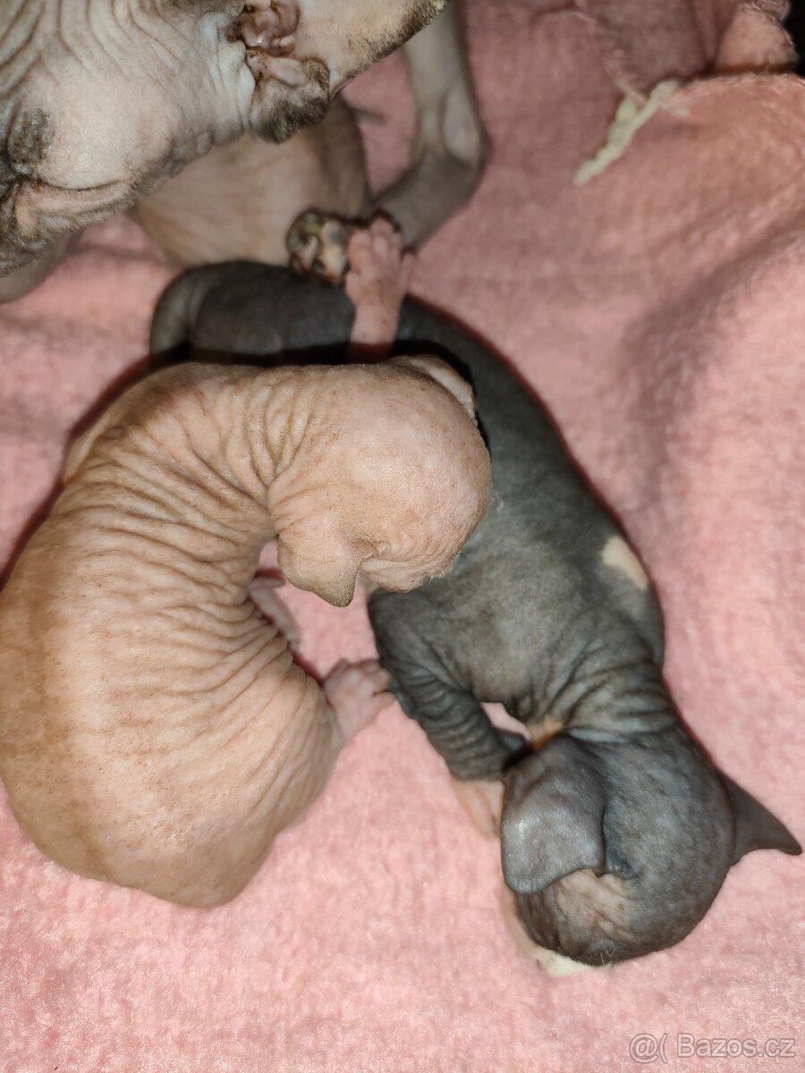 Kanadský sphynx - 8
