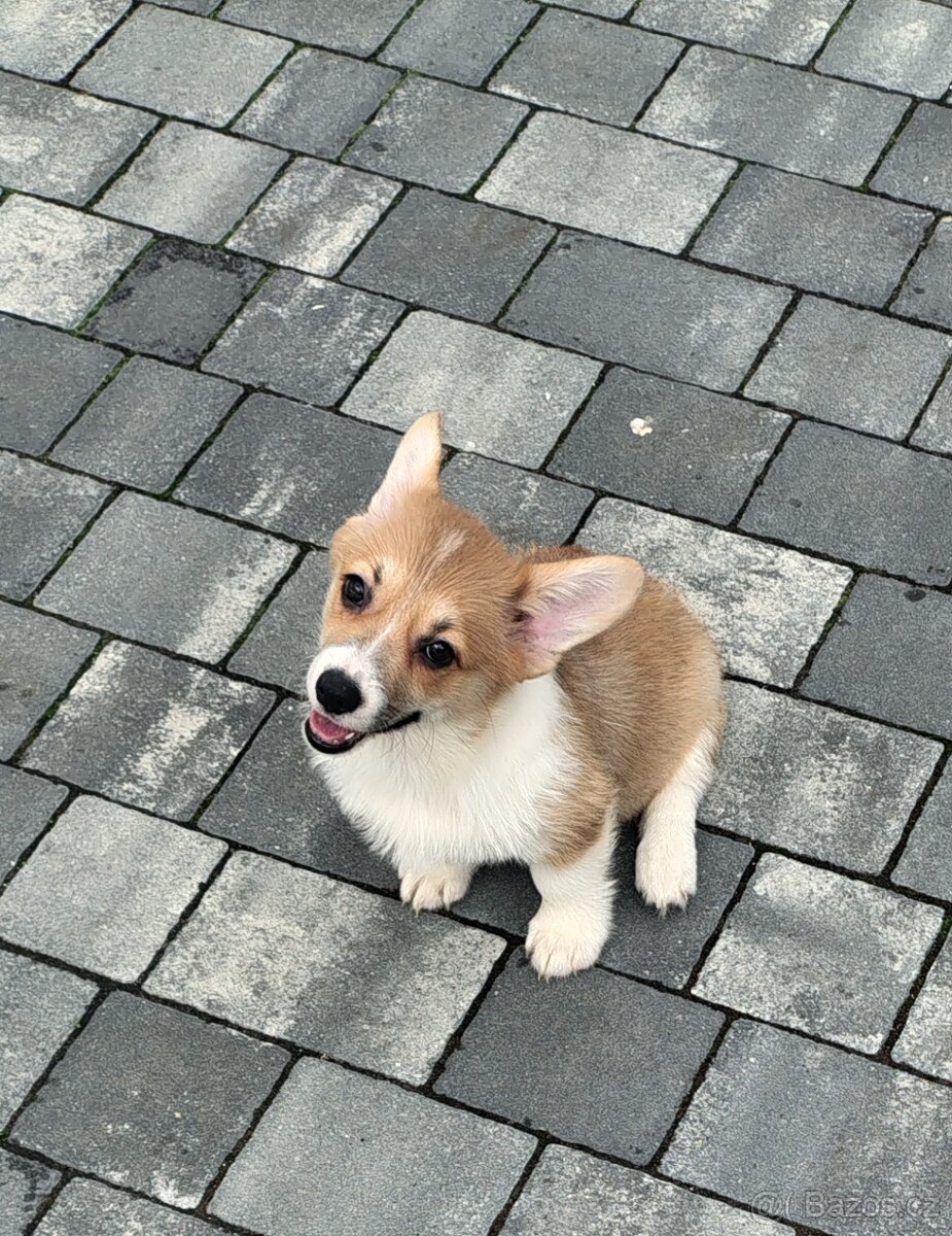 Welsh Corgi Pembroke - 8