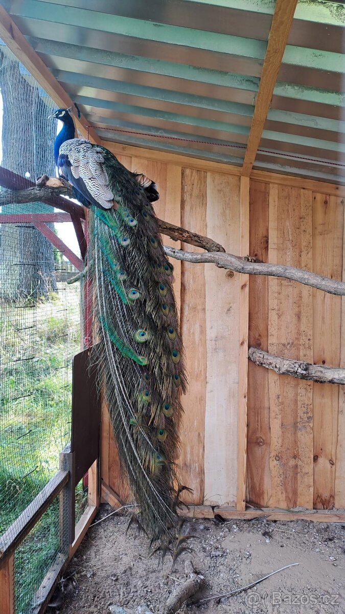 Páv, Páv korunkatý, Páv modrý - 8