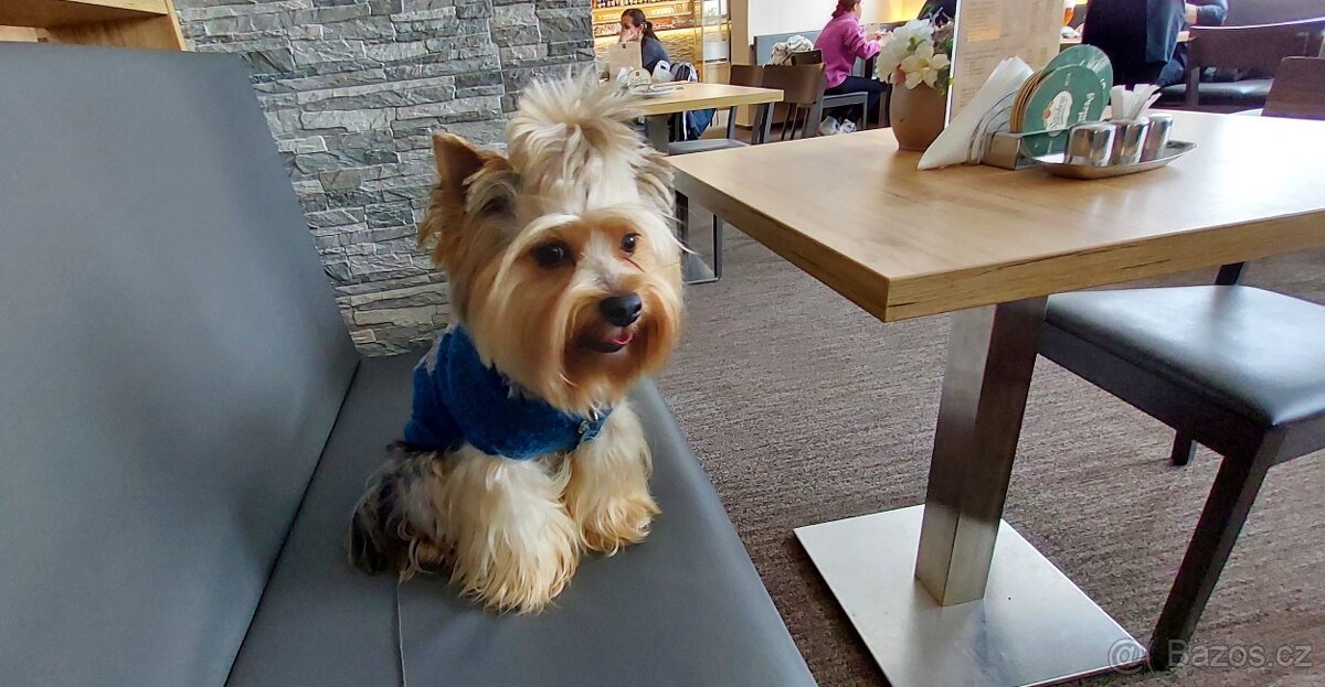 Jorkšírsky teriér, krytí Ne na prodej - 8