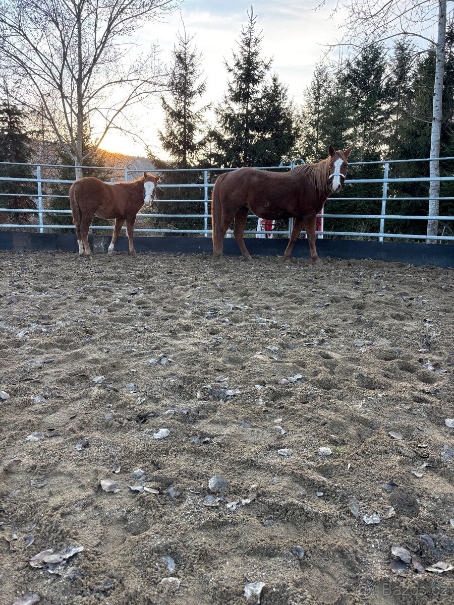 Perspektívny Žrebček - 8