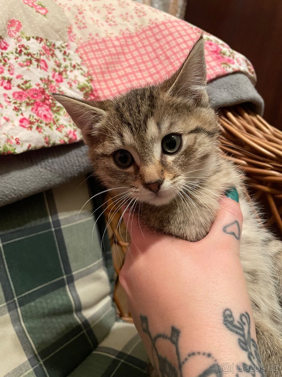 Daruji koťátka - 8