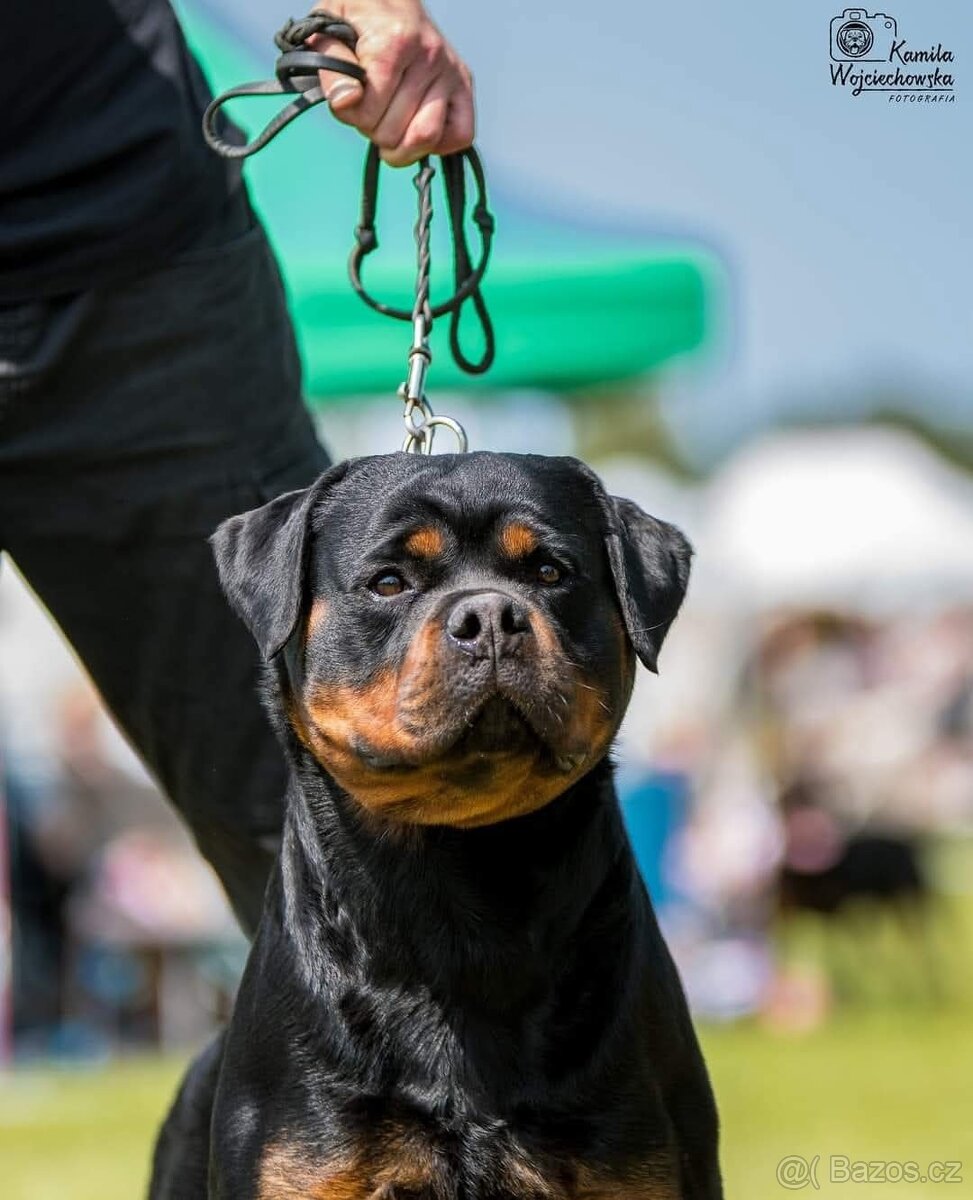 ŠTĚŇÁTA ROTTWEILER /ROTVAJLER - 8
