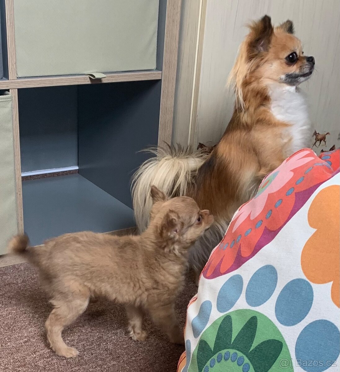 Čivava dlouhosrstá štěňátka - 8