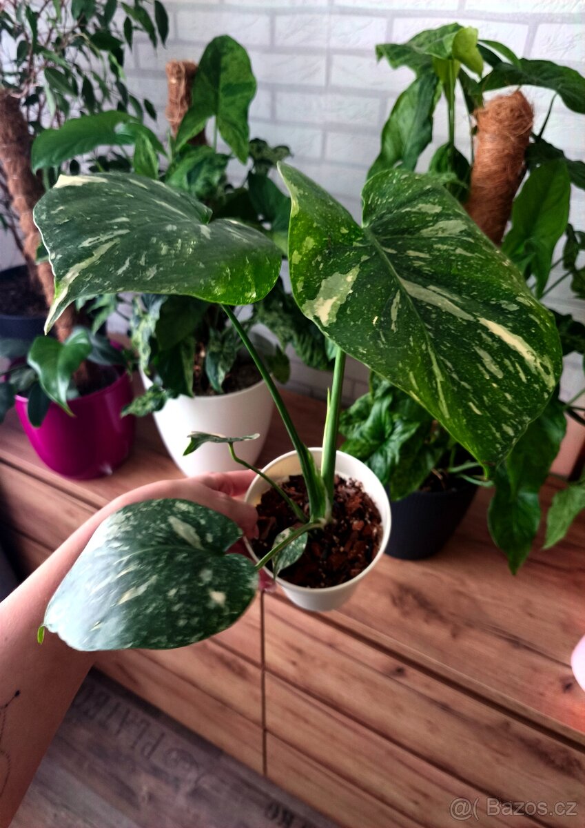Monstera Thai Constellation - 8