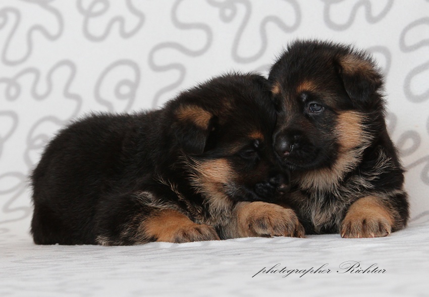 Německý ovčák štěňata - 8