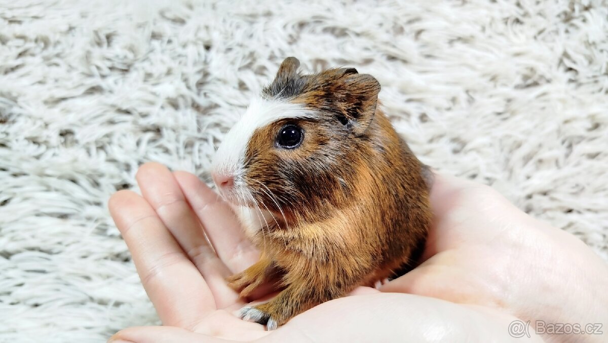 Morče, Morčata, Morčátko Morčátka - JACOB A JAMES - 8