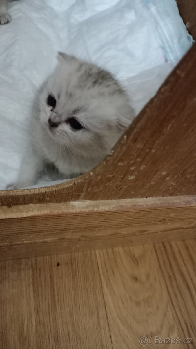 Britská koťátka s PP - 8