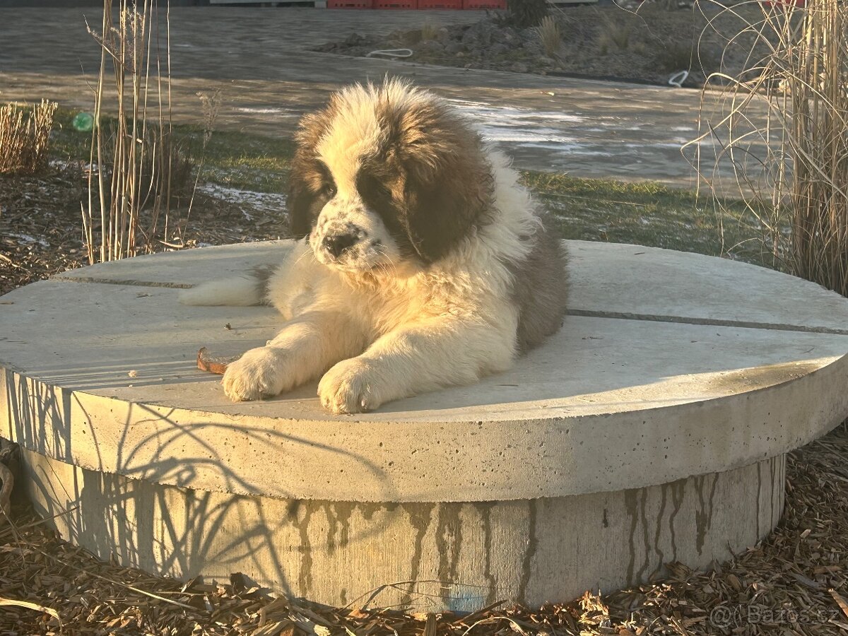 Moskevský strážní pes - 8