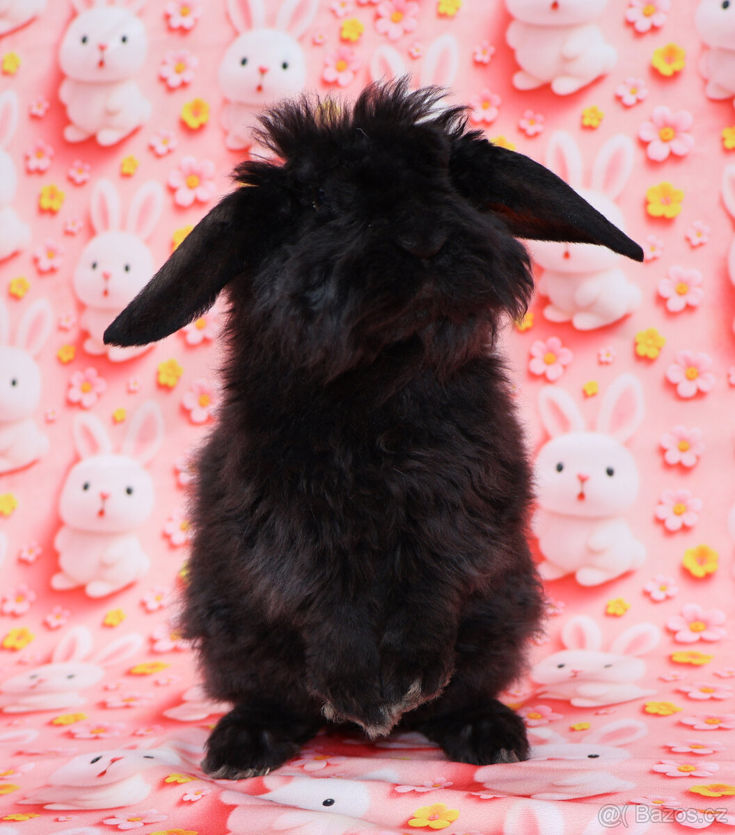 Zakrslý rex beránek LT malinká samička s VP . - 8