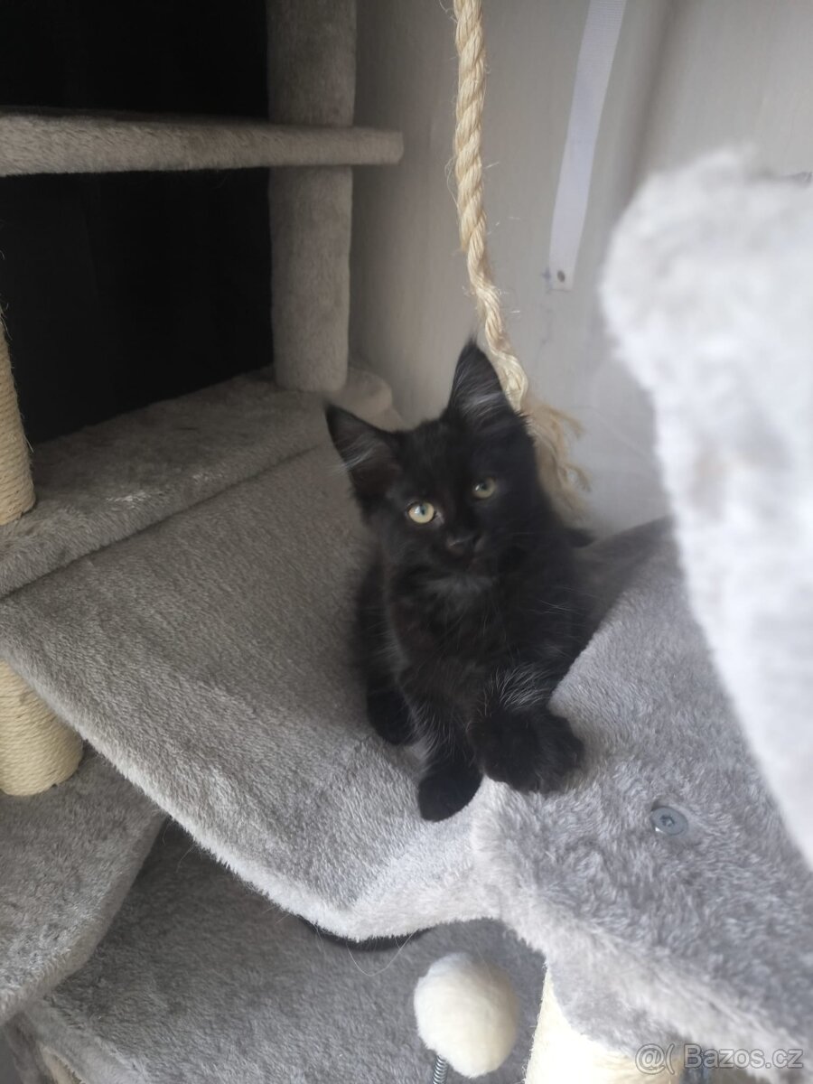 Mainska mývalí s PP - 8