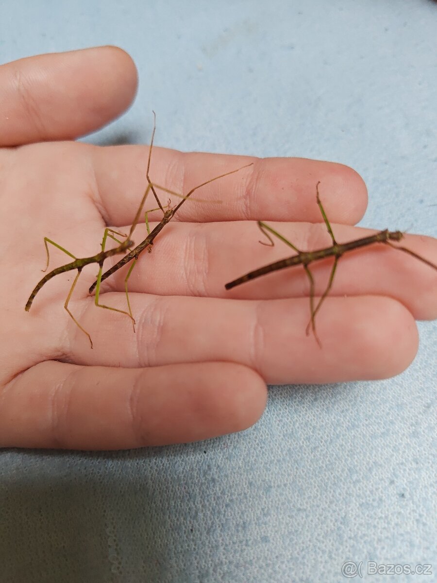 Pakobylka rohatá strašilky - 8