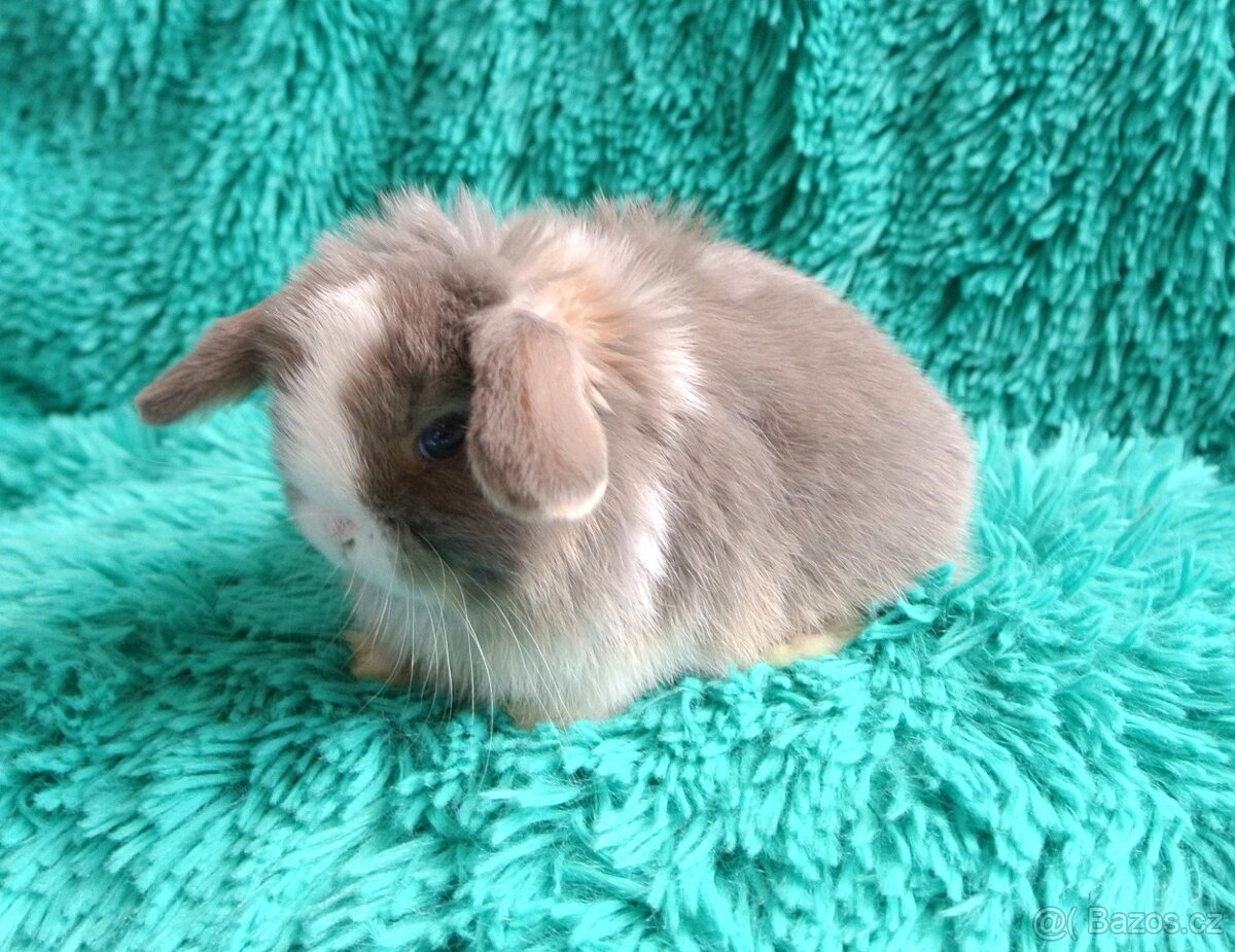 minilop - beránci - 8