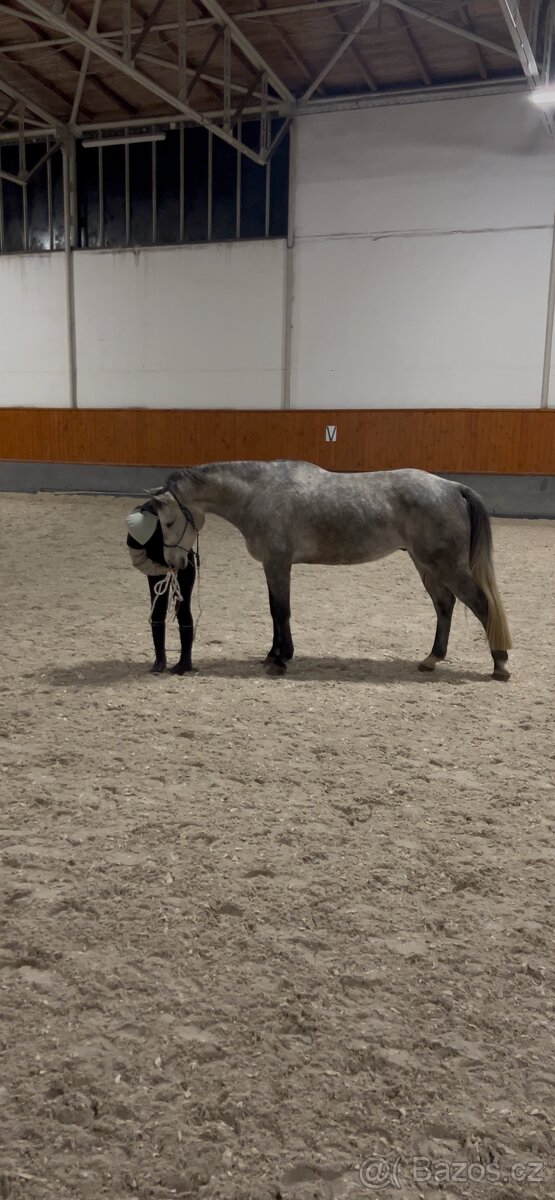 7 letý Valach po Cohinoor VDL - 8