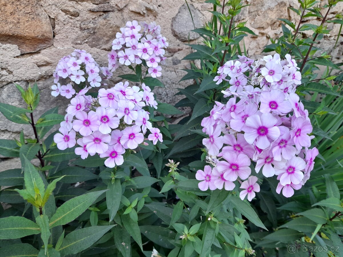 Floxy více kultivarů - 8