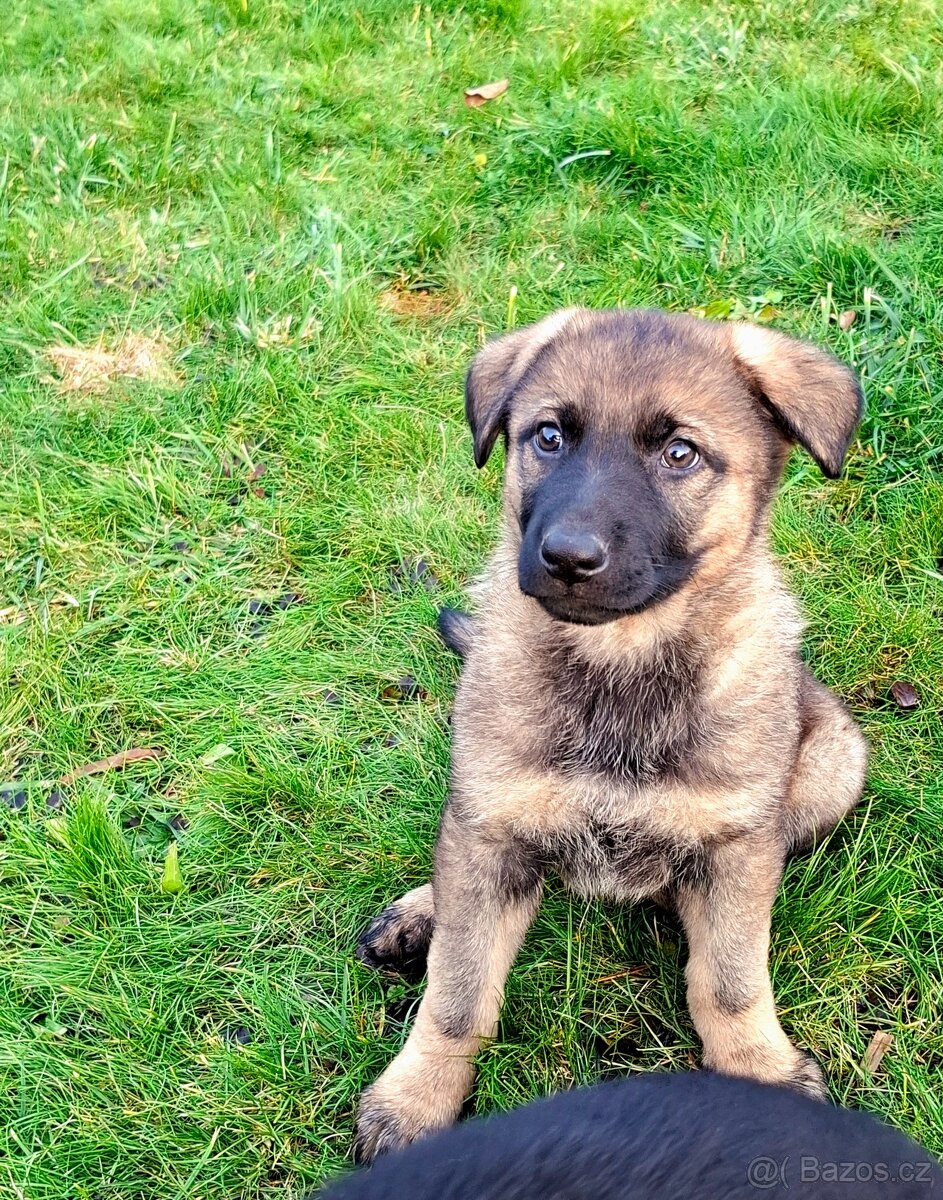 Štěňata Německý ovčák s PP - 8