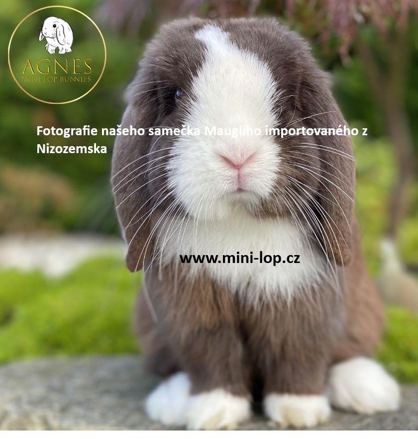 Zakrslý králík beránek typu Minilop - 8