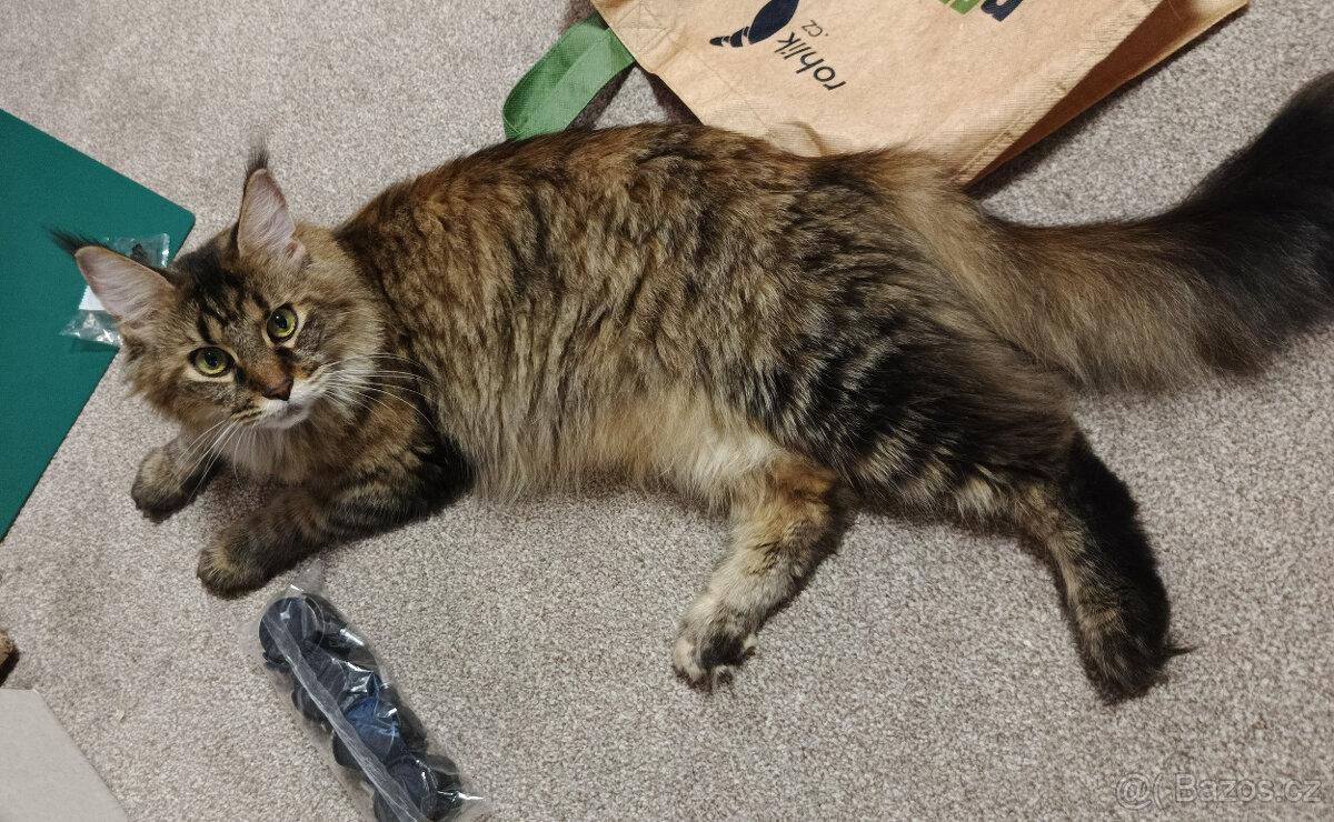 Mainská mývalí koťátka. - 8